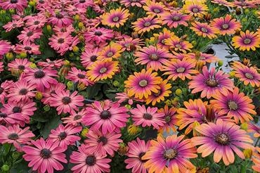 Örjanssons Blommor