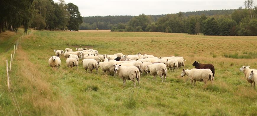 Dönardalens Delikatesser (Foto: Vallåsens Värdshus) Dönardalens Delikatesser (Foto: Vallåsens Värdshus)